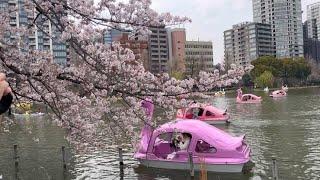 Cherry blossom at Ueno Park in Tokyo Japan 2023- 桜お花見東京の上野公園