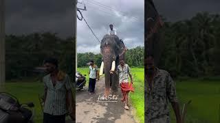 തടത്താവിള ശിവയും  സാരഥിമാരും #youtubeshorts #keralaelephant #elephant #travel #love #elaphant