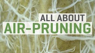All About Air Pruning