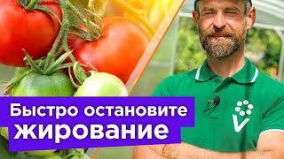 ВСЕГО 1 ЛОЖКА И ТОМАТЫ ПЕРЕСТАНУТ ЖИРОВАТЬ Как быстро перевести томаты на плодоношение?