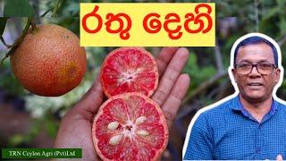 රතු පාට දෙහි ?  Red Lime  Ceylon Agri  Episode 115