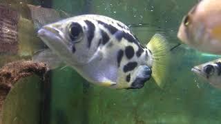 Clouded archerfish - Toxotes blythii