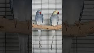 Indian Ring necks - Blue violet cleartail & blue turquoise violet cleartail #ringneckparrot #parrot