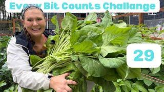 How to can Collard Greens what todo with freeze dry herbs? #everybitcountschallenge day 29