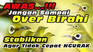 Birahi Stabil Burung Tidak Gampang Stres #kecialkuninggacor #kecialkombok #kecialngejos