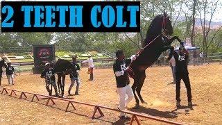 2 Teeth Colt MARWARI HORSE SHOW at PUNE  MAHARASHTRA by SADANAND SALVI