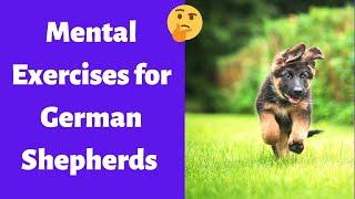 What are the Best Exercises for your German Shepherds Brain?