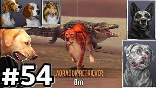 Hunting With All Dogs In Australia Deer Hunter 2017 Ep54