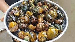 Awesome Recipe  Snails  Indian Live Snails Masala Curry  Cooking & Cleaning Snails Village Style