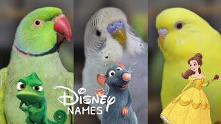 Disney Inspired Bird Names