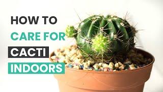 BEST TIPS  HOW TO CARE FOR CACTI INDOORS  CACTUS CARES