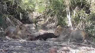 Savage Lion Kills and Eat Alive Buffalo and Calf