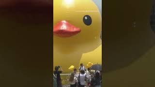 Two inflatable giant ducks made a splash in Hong Kongs Victoria Harbour on Friday  NPR