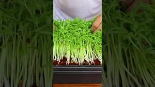 Grow Microgreens #gardening #v87garden #microgreens