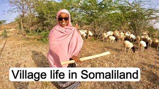 Nomad Lifestyle  exploring Village life in Borama Somaliland