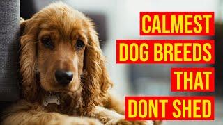 Top 10 Calmest Dog Breeds That Dont Shed Or Smell Much