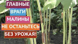 НЕ ПРОПУСТИТЕ ИЗ-ЗА НИХ ВЫ МОЖЕТЕ ОСТАТЬСЯ БЕЗ УРОЖАЯ МАЛИНЫ