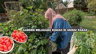 Tomato Terlampau Banyak Sangat Biar Binatang Yang Makan Itupun Tak Pernah Habis di Pokok