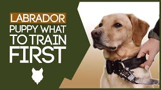 LABRADOR PUPPY TRAINING What To Train Your Labrador Puppy First?