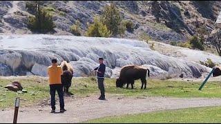 Tourists filmed too close to bison in Yellowstone National Park