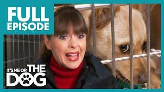 Victorias Epic Battle to Save 60 Dogs in Collapsing Shelter  Full Episode  Its Me or The Dog
