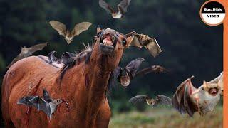 Bloodthirsty Vampire Bats Drain a Horse of Its Blood 