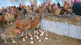 How to rase Chicken for egg. Poultry Farming Technology