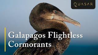 Galapagos Flightless Cormorants - The Cormorant Bird Video