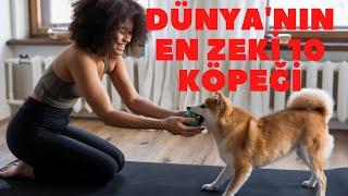 EN ZEKİ KÖPEKLER En Akıllı Köpek Cinsleri