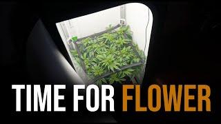 VGrow Automated Run - Flower Time