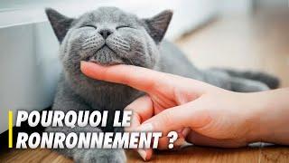 Pourquoi les chats ronronnent-ils ? - Scilabus 26