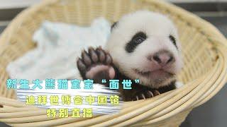 回看：熊猫宝宝“面世”迪拜世博会特别直播