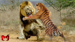Singa Melawan Harimau Di Alam Liar Siapa Yang Menang ? Hewan-Hewan Yang Bisa Mengalahkan Singa