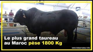 Le plus grand taureau au Maroc pèse 1800 Kg