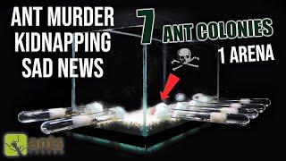 7 ANT COLONIES in 1 ARENA Part 2 - ANT MURDER KIDNAPPING & SAD NEWS