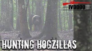 Hunting HOGZILLAS in East Tennessee