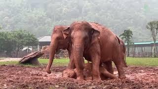One Year Journey Of Baby Lek Lek And Her Mother Moh Loh - ElephantNews