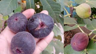 Figs  ເດື່ອຝຣັ່ງ  มะเดื่อฝรั่ง  Black jack​ and Iraqi​ figs