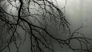 Yağmur sesi ve Derin Gök Gürültüsü Doğa Sesleri - yagmur sesi uyumak - yağmur sesi uyku