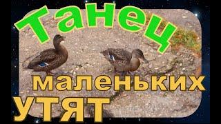 Танцы уток и уточек в парке на прудах  Petits canards qui dansent   Les étangs de Moscou