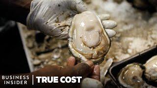 The True Cost Of Losing Americas Wild Oysters  True Cost  Business Insider