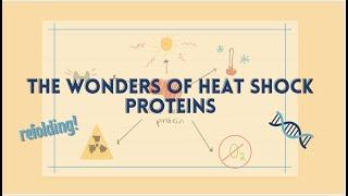 Heat shock proteins- Science Ambassador Video