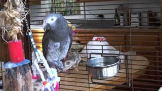 Roscoe  - Timneh African Grey Parrot Talking