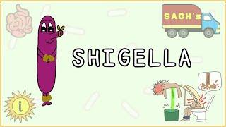 Shigella Simplified Morphology Pathogenesis Types Clinical features Treatment