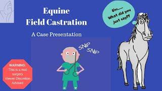Equine Field Castration A Case Presentation