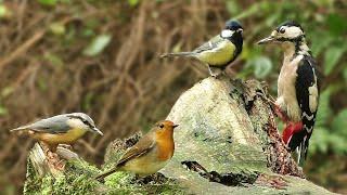 Bird Sounds Spectacular  8 HOURS of Beautiful British Birds