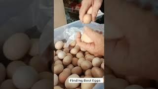 Choosing Best Eggs 