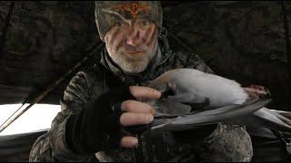 Small game bowhunting with a recurve first pigeon - Tales From the Willows - Traditional Bowhunting