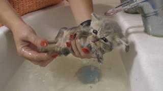 First bath for street kitten  help in our life