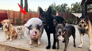 Свинка 6 лет живет в компании 5 собак и думает что она одна из них  Это невероятно...